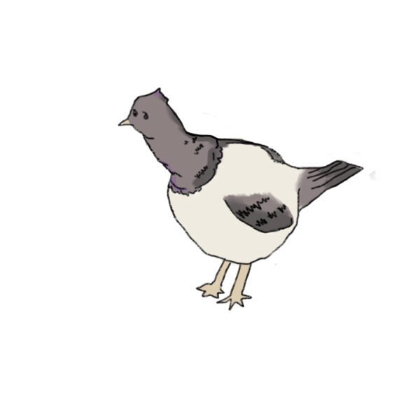 Lunenburg Pigeons